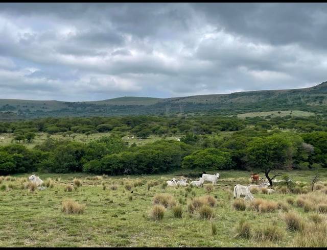 FARM FOR SALE IN GREYTOWN